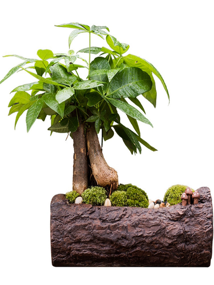 Pachira Macrocarpa Office Decorations Living Room Simple Internet Celebrity Entrance Gift Ceramics Greenery Bonsai Creative Desktop Decoration